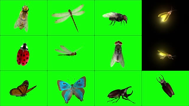 Standing 3D Insects