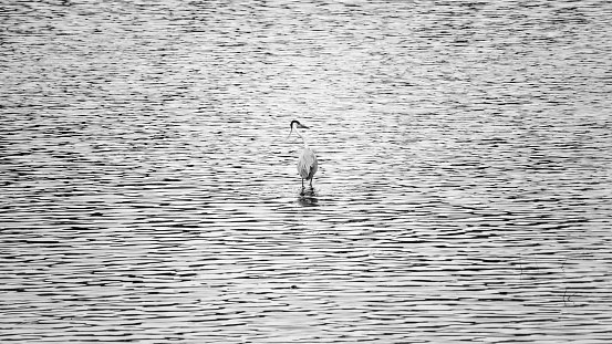 egret in a wavy pond