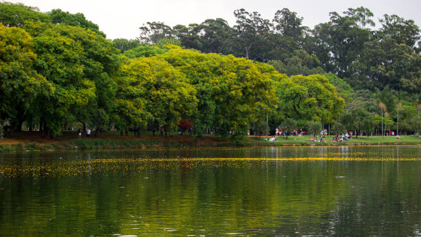 istock lake with trees in the background 965251360