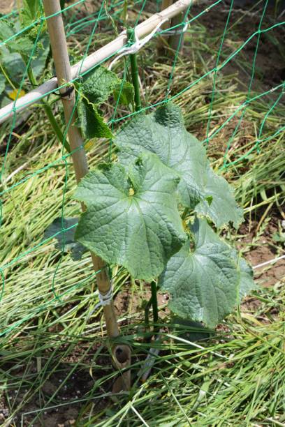 istock Growth of cucumber 965253834