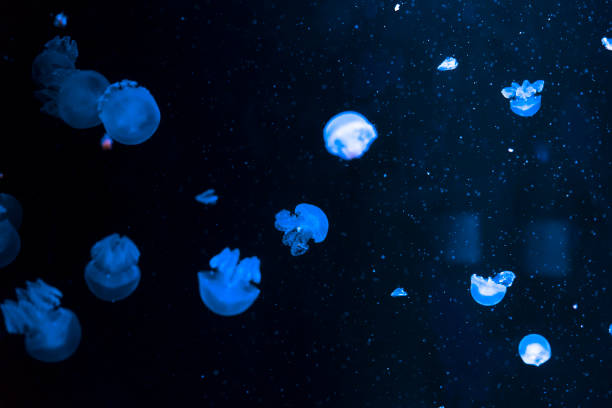 istock Jelly fish floating in aquarium 965258940