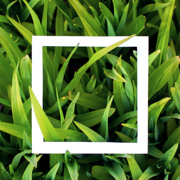istock Background with green grass and white frame/ Material design concept, mock up 965259482