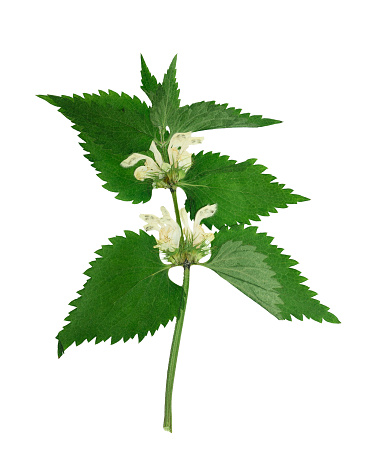 Pressed and dried stem dead-nettle with flowers. Isolated on white background. For use in scrapbooking, floristry or herbarium.