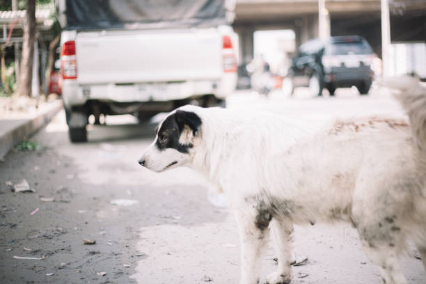 istock Cute Homeless Dog 965273266