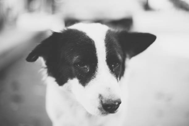istock Cute Homeless Dog 965273304