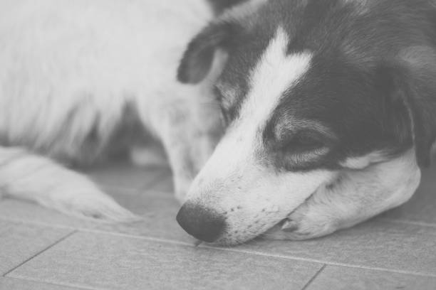 istock Cute Homeless Dog 965273332