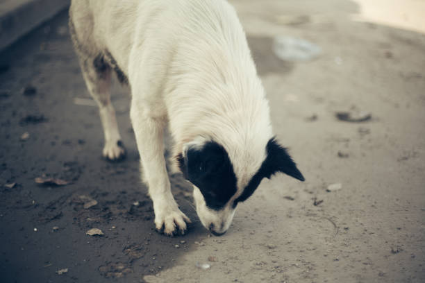 istock Cute Homeless Dog 965273428