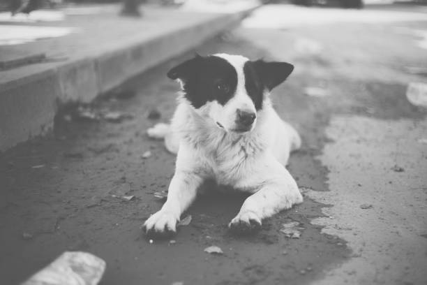istock Cute Homeless Dog 965273442