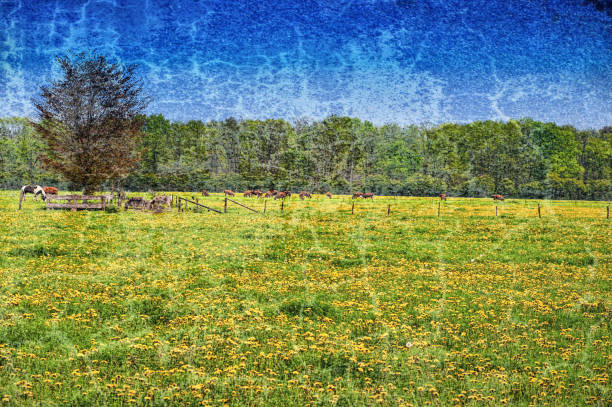 Cows and bulls grazing on meadows in Holland. Cows on on farmland in the Netherlands. Vintage style toned picture
