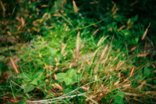 istock Nature Around The House 965276470