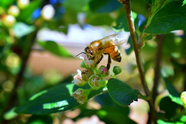 istock Honey Bee, Macro closeup view, collecting nectar and pollen on a Cotoneaster flower blossom which is a genus of flowering plants in the rose family, Rosaceae in a Cottage Garden in Utah, USA. 965279314
