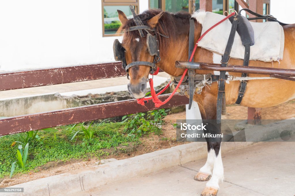 Brown horse standing in the farm. Beautiful brown horse standing in the farm. Animal Stock Photo