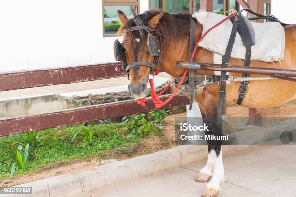 Brown Horse Standing In The Farm Stock Photo - Download Image Now - Animal, Animal Body Part, Animal Eye