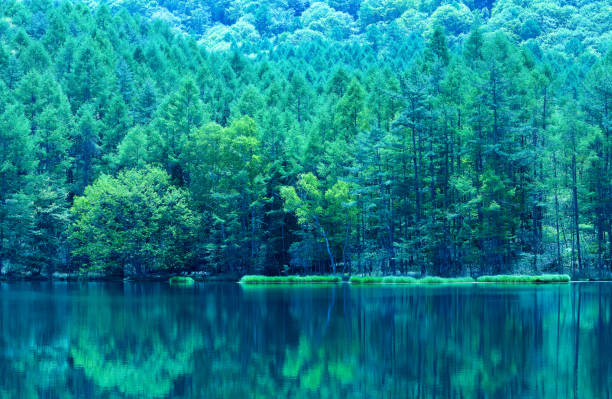 charca verde japonesa - chubu region fotografías e imágenes de stock