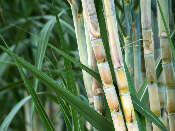 The Sugar cane. fresh sugarcane in garden. bamboo plant photos stock pictures, royalty-free photos & images