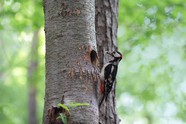 istock Woodpecker on a tree near his nest. Birds 965305696