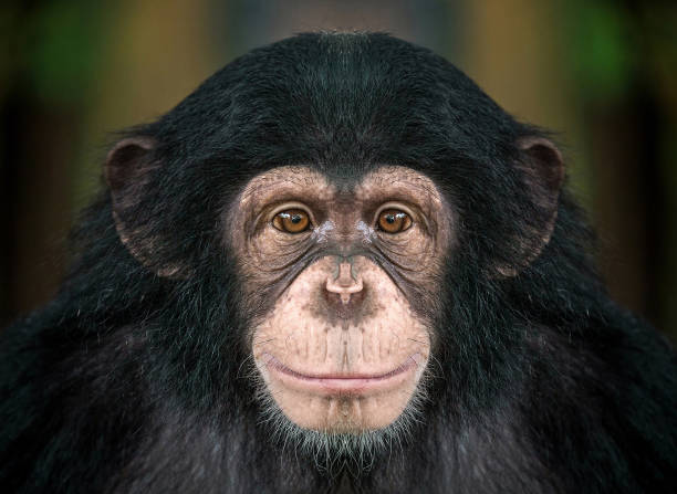 cara de chimpancé. - cabeza de animal fotografías e imágenes de stock