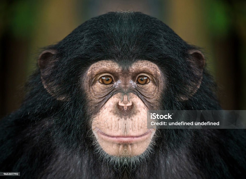 chimpanzee  face . Patterns and details on the face of the chimpanzee. Chimpanzee Stock Photo