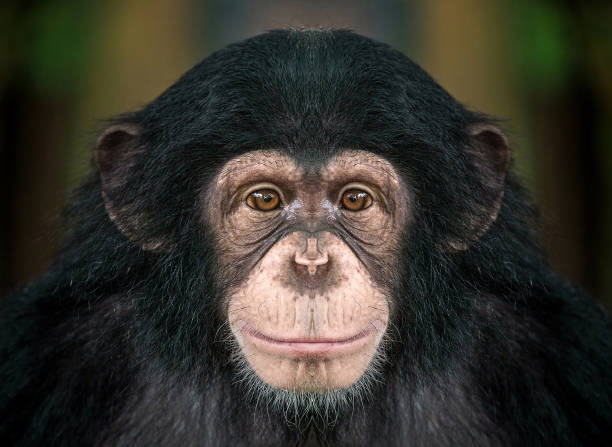 chimpanzee  face . Patterns and details on the face of the chimpanzee. chimpanzee photos stock pictures, royalty-free photos & images