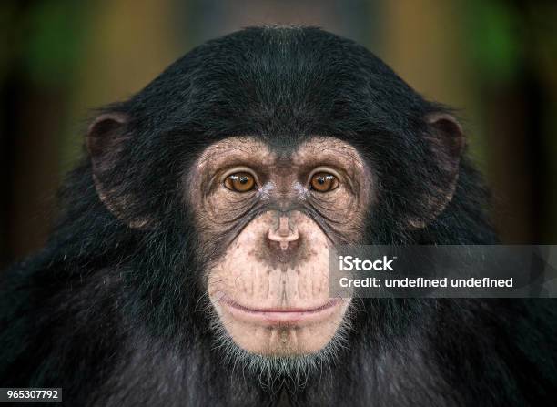 Chimpanzee Face Stock Photo - Download Image Now - Chimpanzee, Ape, Monkey
