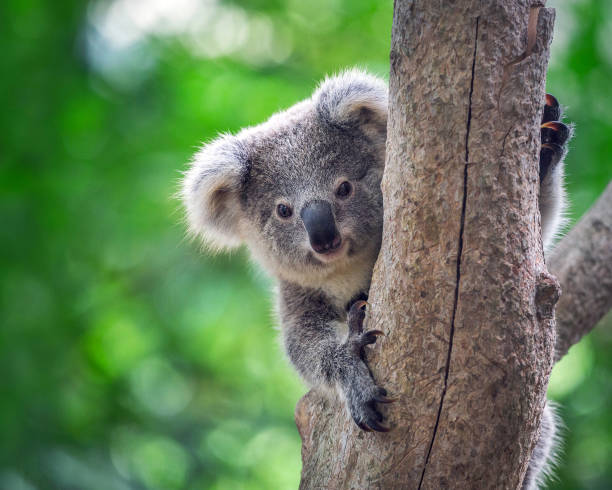 baby koala auf einem baum. - koala stock-fotos und bilder