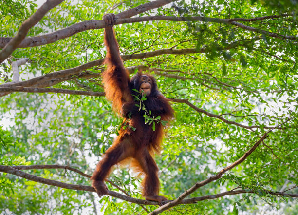 orang-utan auf dem baum. - orangutan ape endangered species zoo stock-fotos und bilder