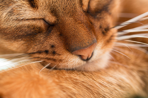Young Abyssinian red cat sleep in bed. Close-up. Sweet kitten macro photo. Pastel color photo