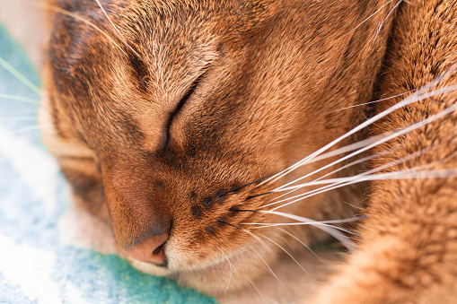 Young Abyssinian red cat sleep in bed. Close-up. Sweet kitten macro photo. Pastel color photo