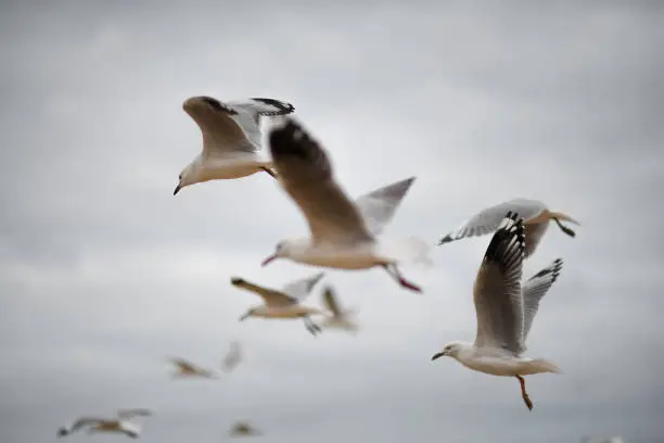 Photo of seagull cruising in the air near st kilda pier