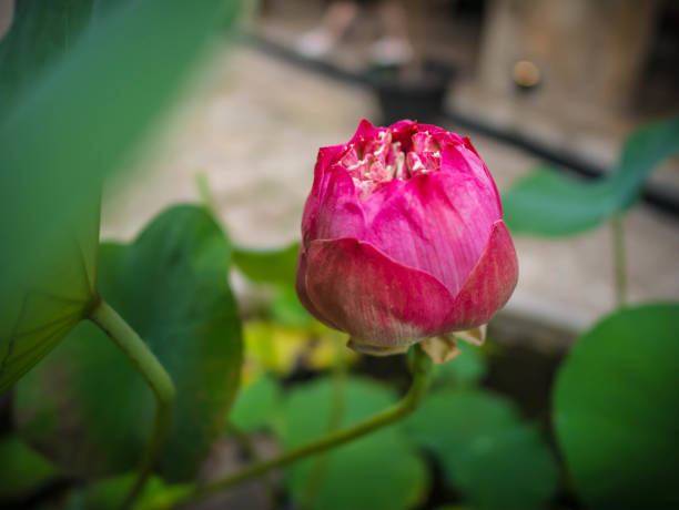 não flor de lotus - lotus pink petal closed - fotografias e filmes do acervo