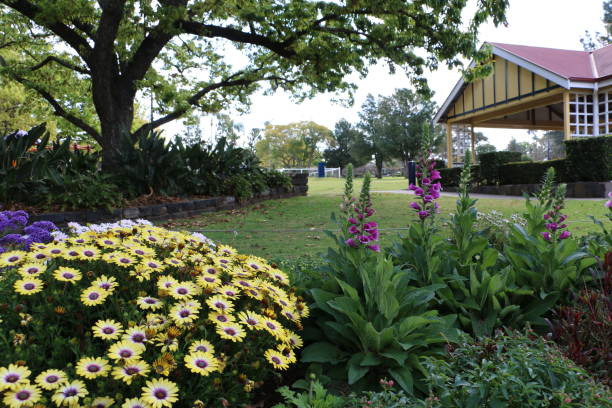 African daisies and foxgloves in park garden