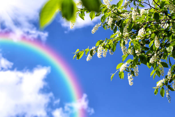 istock Rainbow and flowering cherries (lat. Prunus padus) against the blue sky 965322176