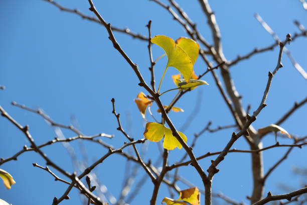 The last yellowing leaves on a Ginkgo tree, Japanese Gardens, Toowoomba.