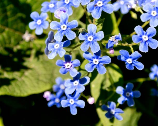 istock blue flowers forget-me-not, close-up 965322564