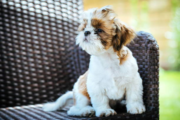 Photo of a Shih Tzu puppy playing with toys.