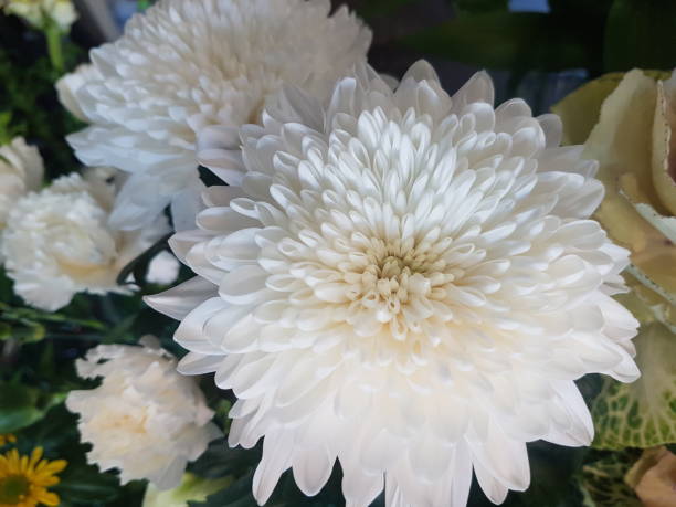 white disbud chrysanthemum flower stock photo