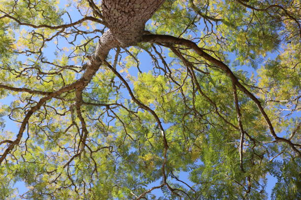 Looking up into a Jacaranda Tree stock photo