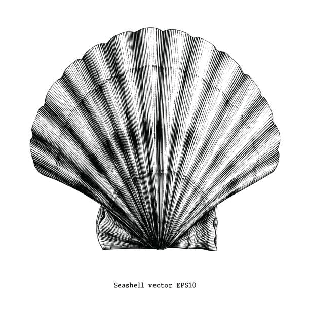 illustrations, cliparts, dessins animés et icônes de pétoncle géant clipart vintage seashell - objet gravé