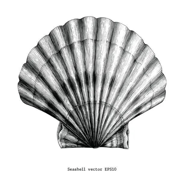 Vector illustration of Scallops Seashell vintage clip art