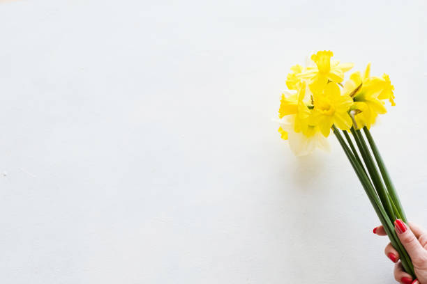 istock yellow narcissus white background spring flower 965330822
