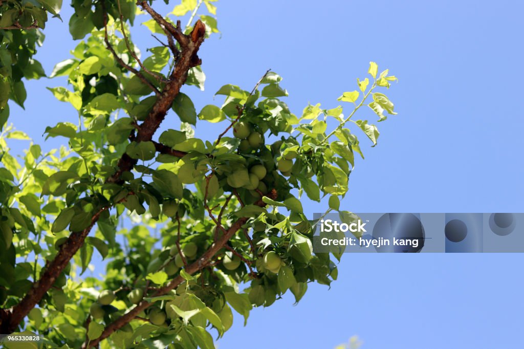 Le ciel bleu du début de l’été et les prunes en pleine croissance. - Photo de Abricotier du Japon libre de droits