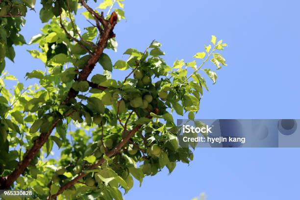 Photo libre de droit de Le Ciel Bleu Du Début De Lété Et Les Prunes En Pleine Croissance banque d'images et plus d'images libres de droit de Abricotier du Japon