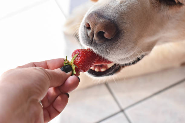 istock White Labrador retriever dog eating a strawberry fruit from owners hand/ Conceptual image of trust and friendship between dog and human 965334198