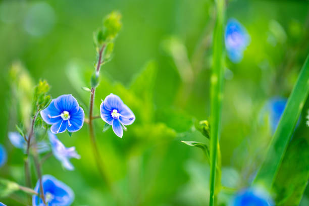 istock Small blue flowers at the green field 965345184