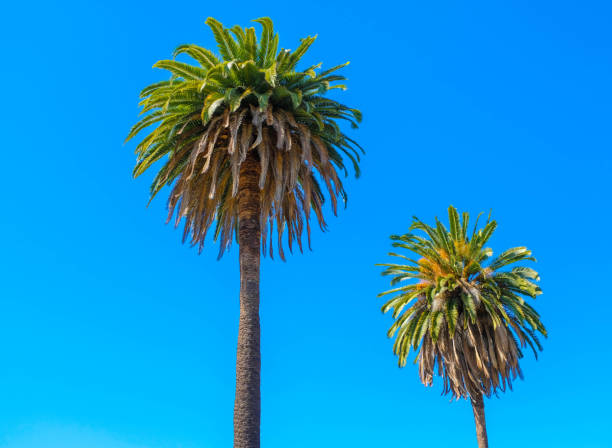 istock Palm trees in Midcity. 965345418
