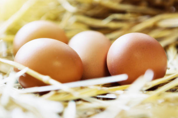 istock Clutch of chicken eggs in straw nest 965358186