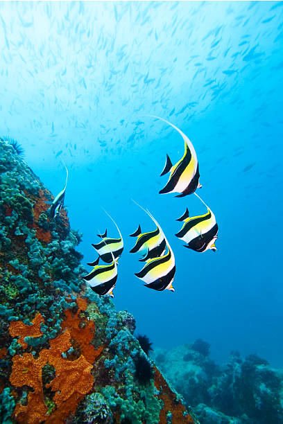 Moorish Idols  seychelles stock pictures, royalty-free photos & images