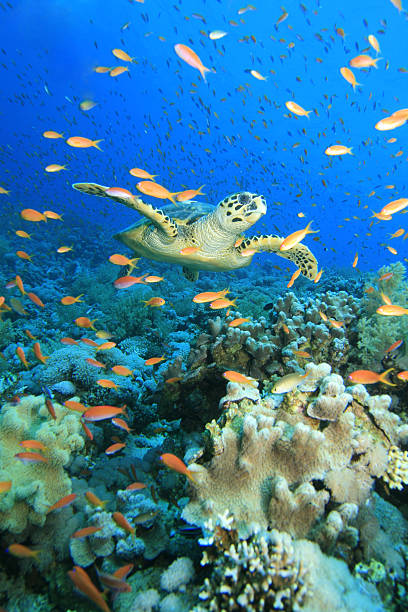 Turtle in cloud of anthias  sea turtle underwater stock pictures, royalty-free photos & images