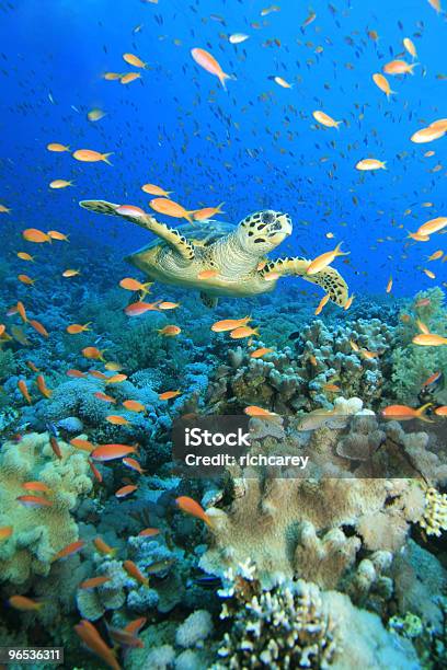Turtle In Cloud Of Anthias Stock Photo - Download Image Now - Fish, Underwater, Sea