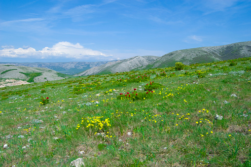 Colourful wild flowers blooming on the Calugaru hills, Cindrel mountains, Sibiu county, Romania